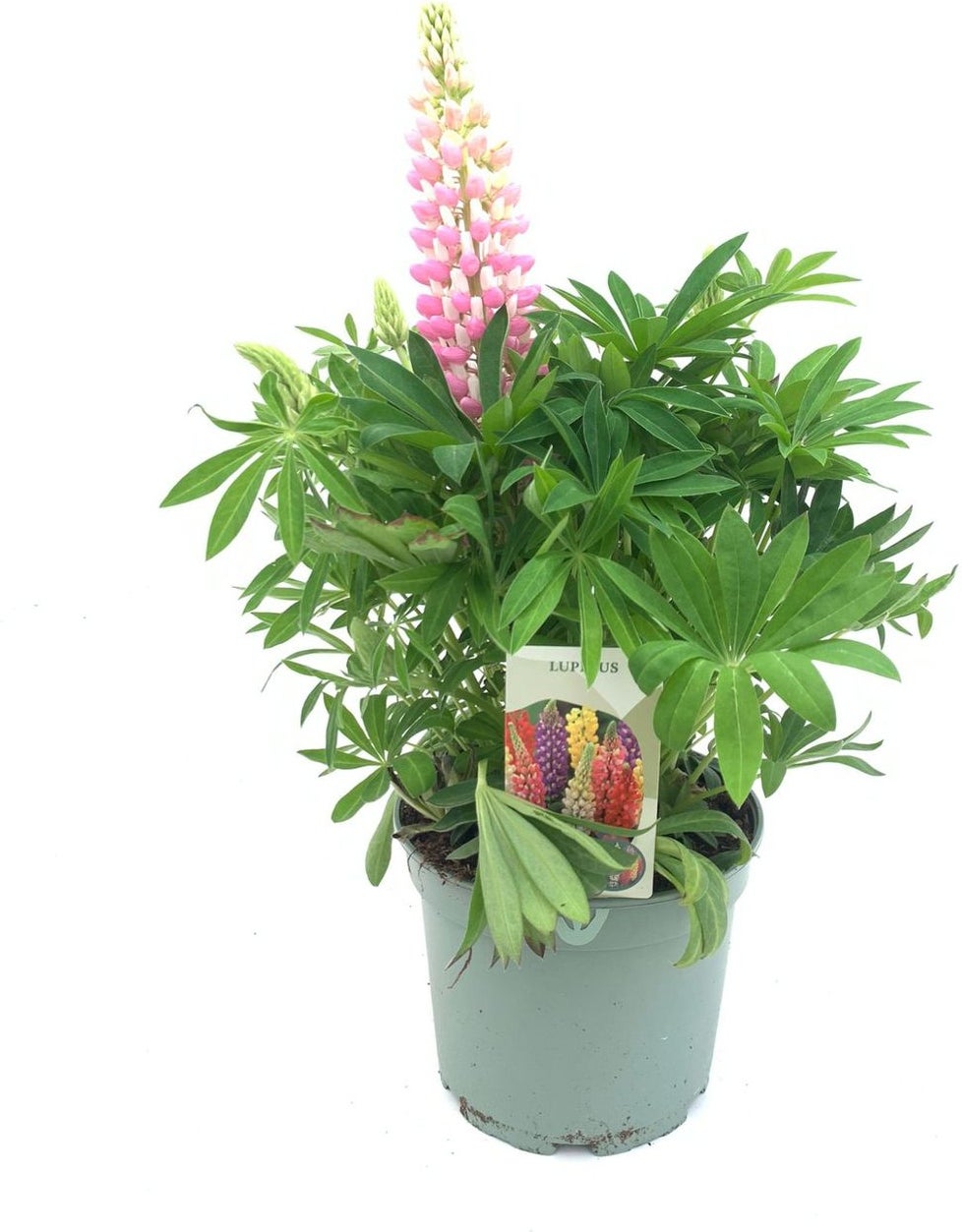 Lupine (Lupinus 'Gallery Pink') D 9 H 15 cm