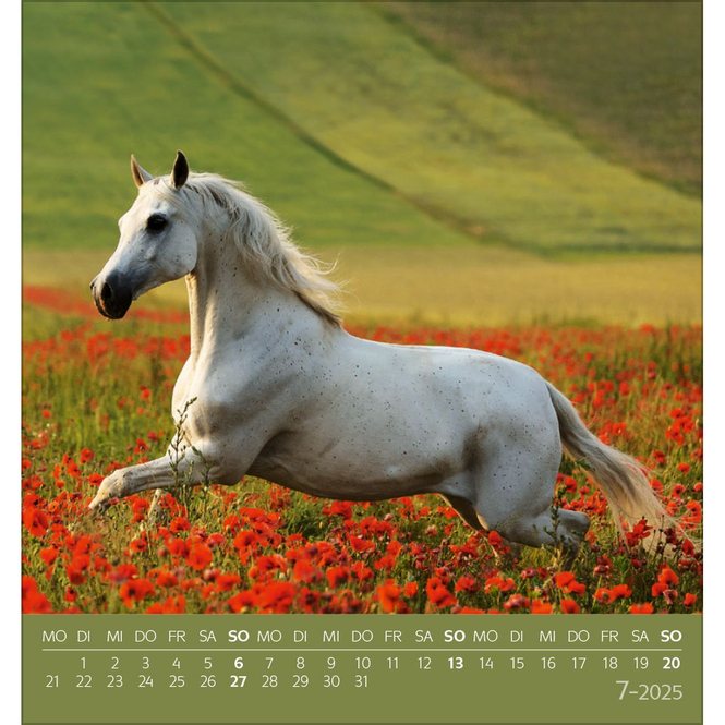 Postkartenkalender - 2025 - Traumpferde