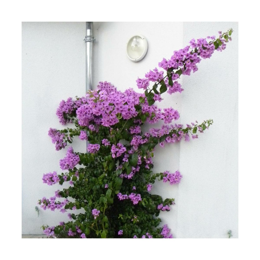 Bougainvillier violet de mèze/bougainvillea specto-glabra 'violet de mèze'[-]pot de 3l - 60/120 cm