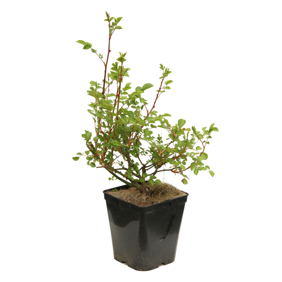 Rosier buisson Rosée du matin® 'Evematch'en vert : pot 5L