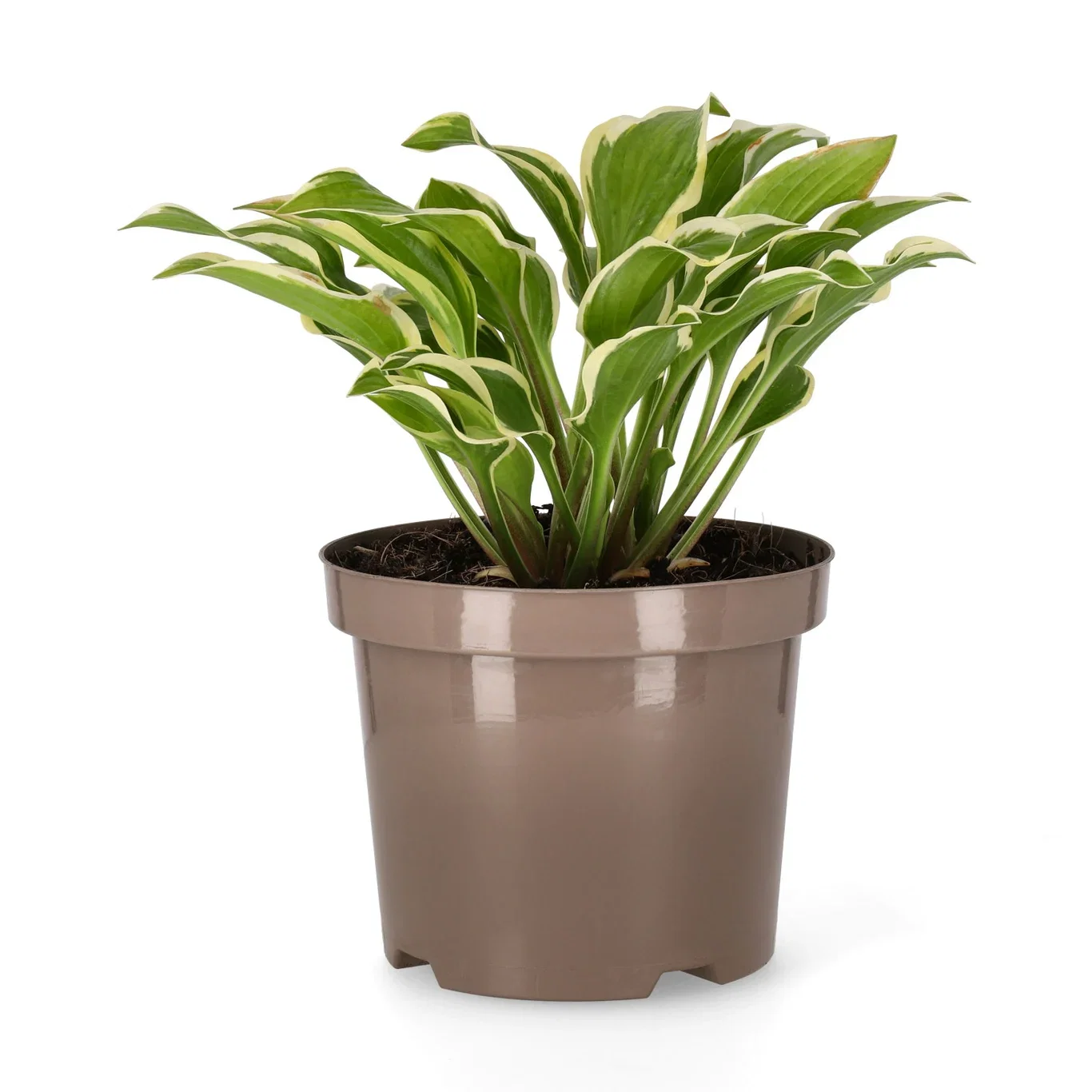 Hosta 'Queen Josephine' Bladlilje 'Queen Josephine' Ø19 cm