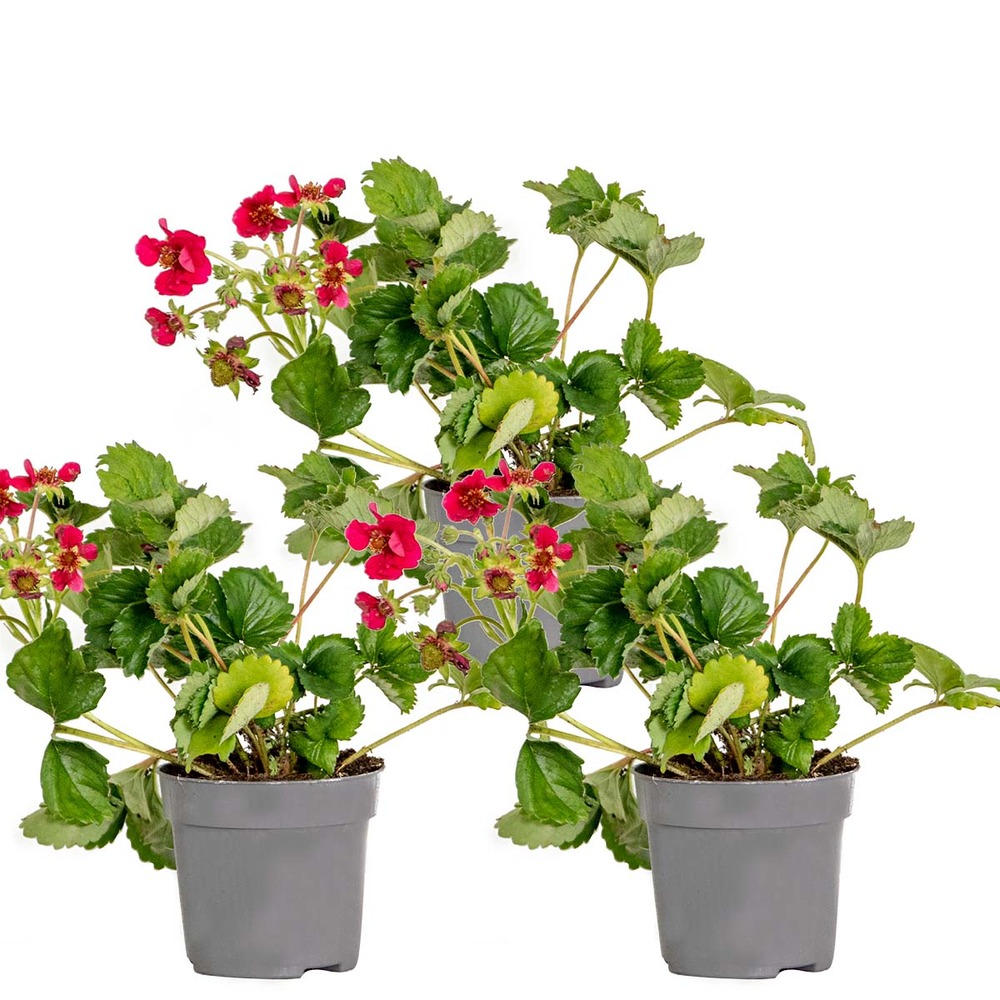 3x fragaria 'red summer breeze' – fraisier – entretien facile – ⌀10,5 cm - ↕15-20 cm