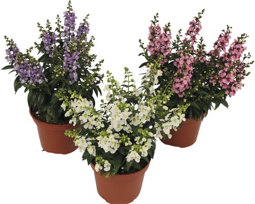 Angelonia, Angel Face FloraSelf Angelonia augustifolia 'Serenita' H 20-25 cm Ø 12 cm pot