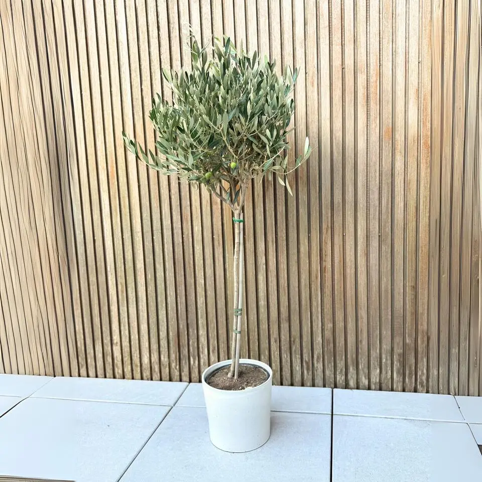 Olijfboom - Olea europaea - Hoogte 90-100cm - ⌀21cm