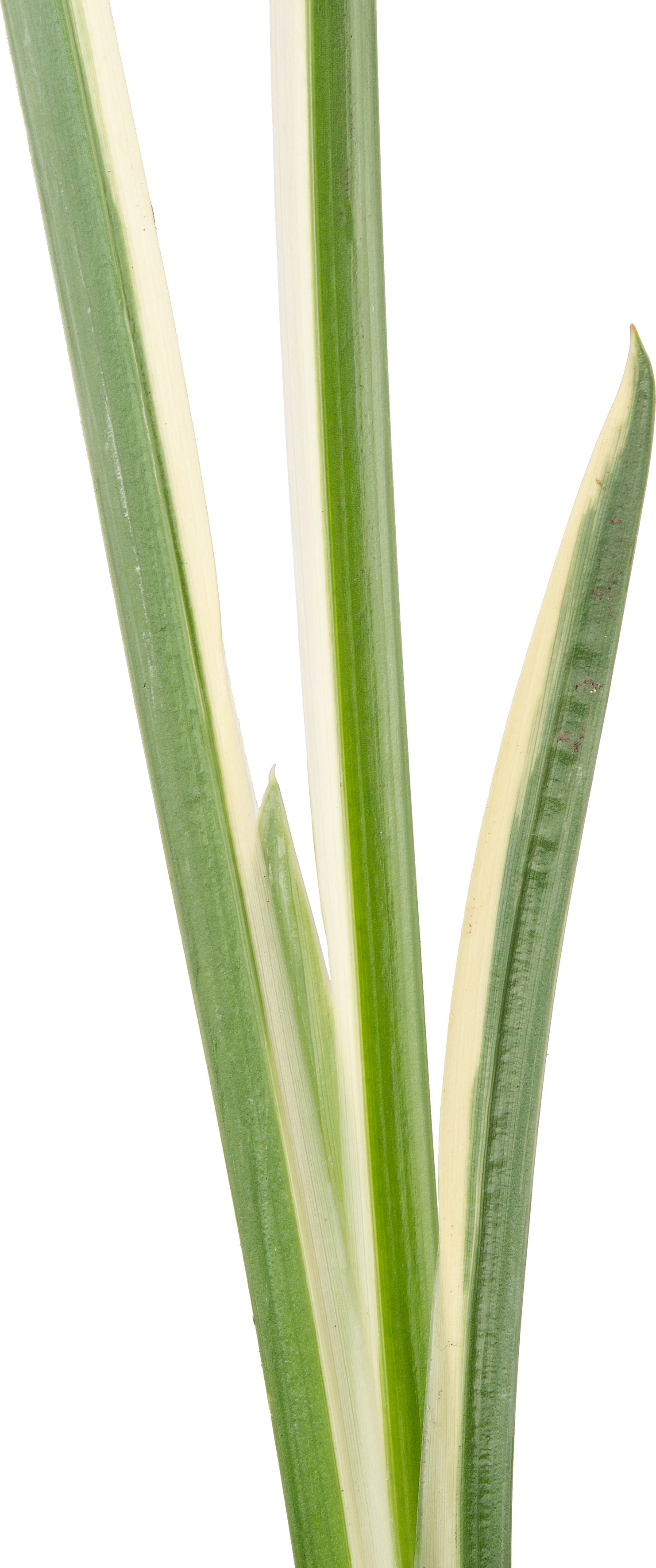 Bonte Kalmoes (Acorus calamus 'Variegata') D 9 H 20 cm