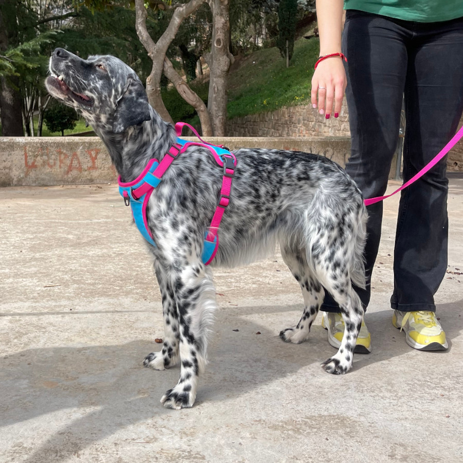 Colete esportivo refrescante Freedog Cool Pro Tech Fuchsia para cães