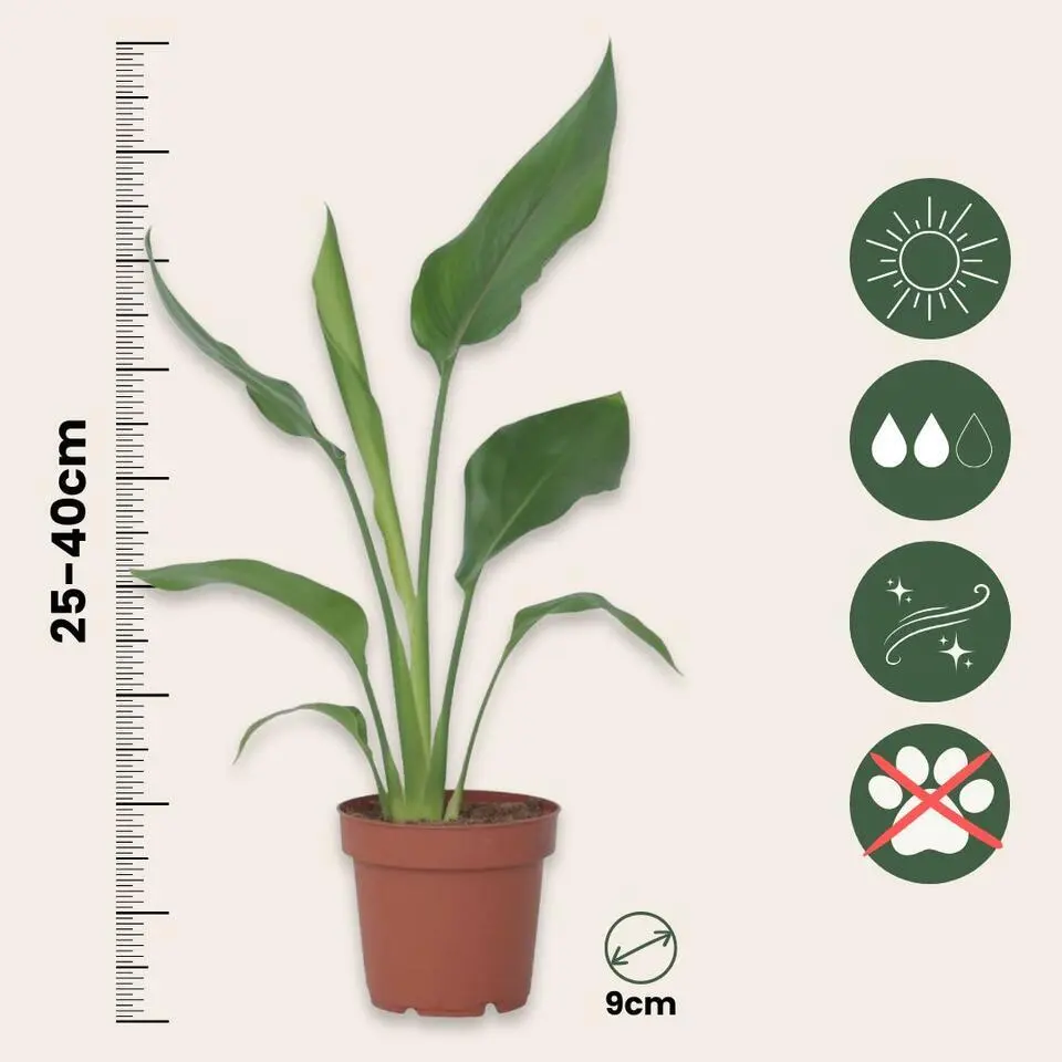 Paradijsvogelbloem - Strelitzia reginea - Hoogte 25-40cm - ⌀9cm