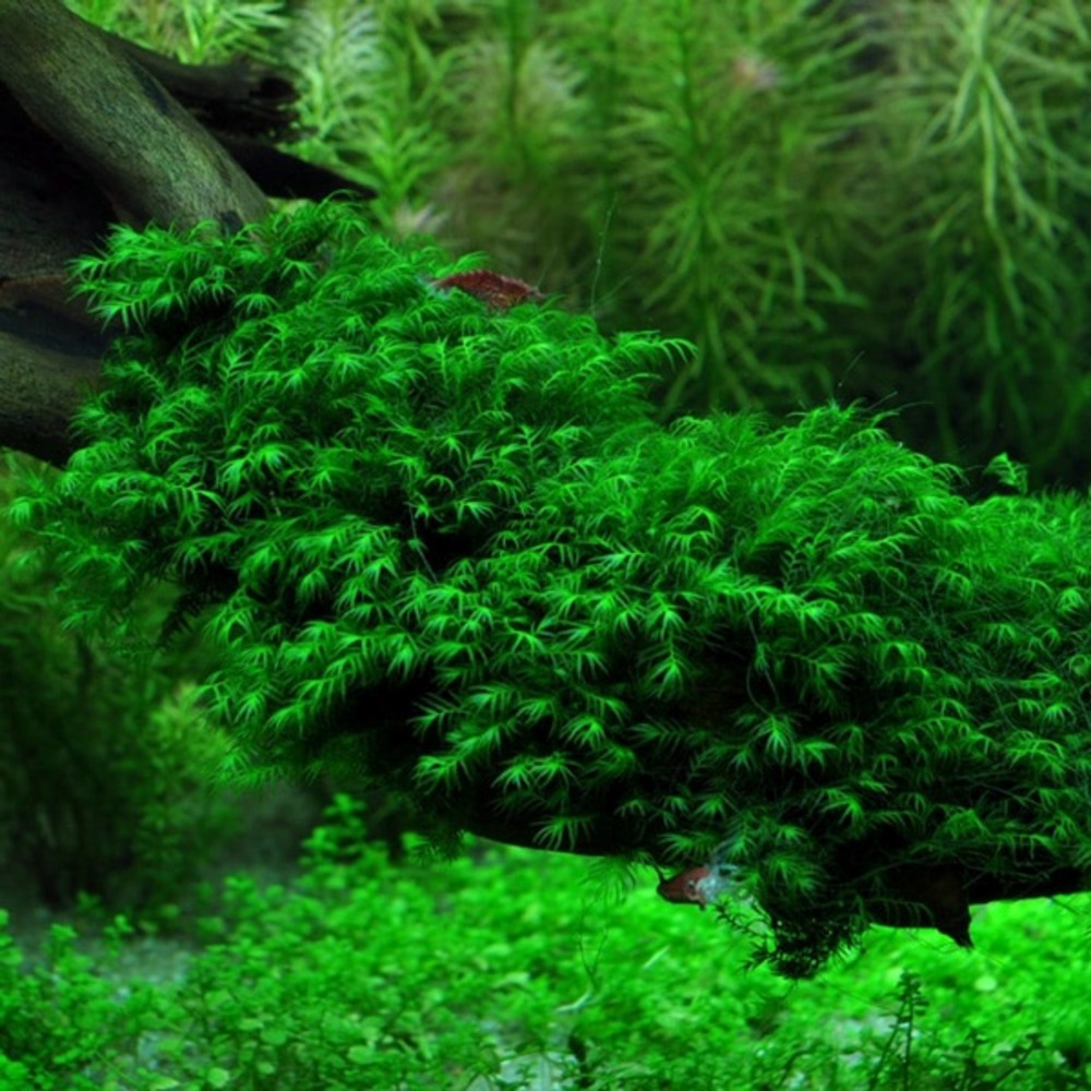 Fissidens fontanus en portion