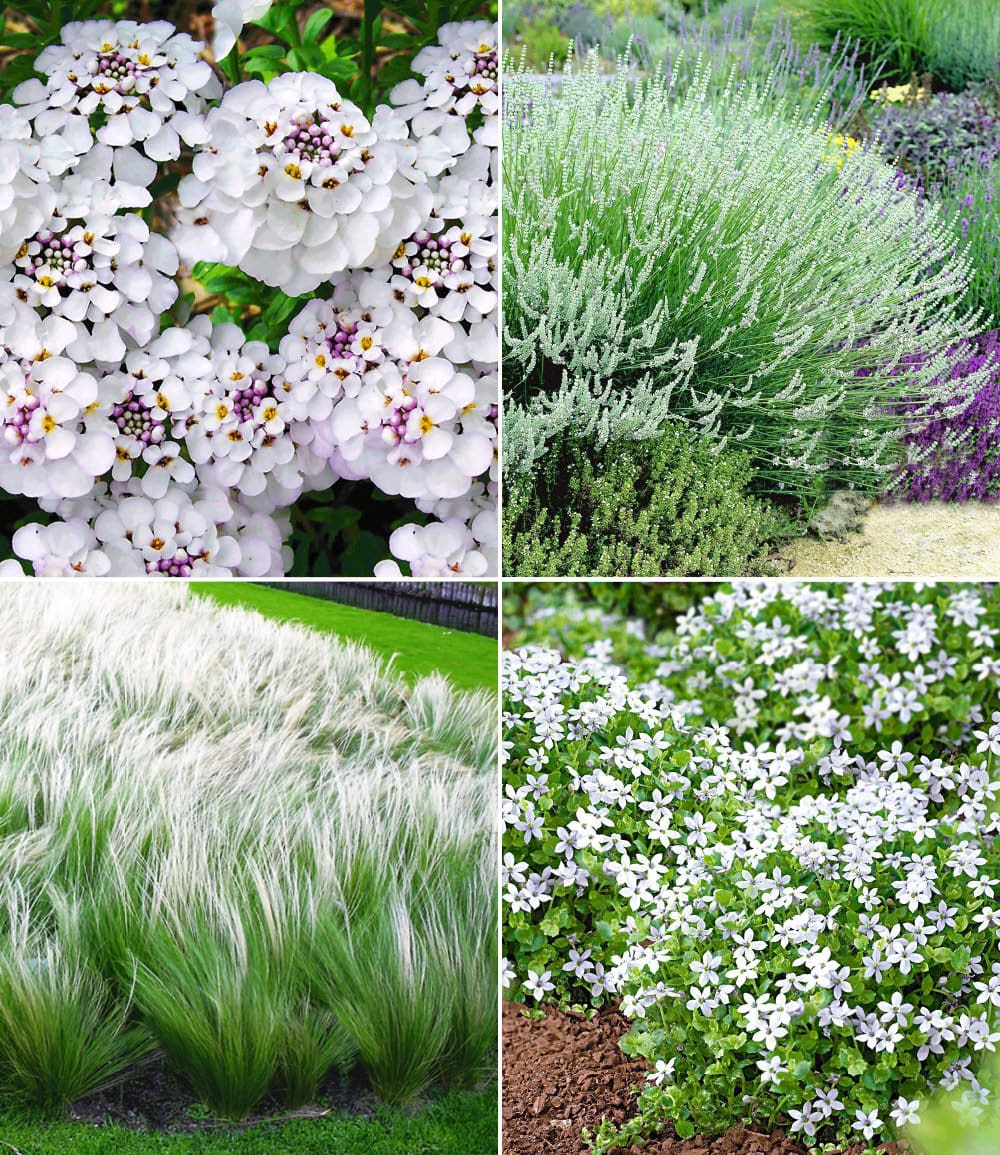 Winterhartes Staudenbeet 'Eleganz in Weiß'