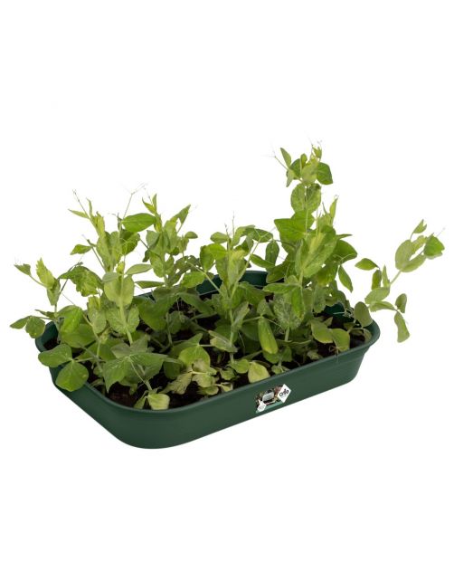 Elho Green Basics Kweektray Groen - Kweekbenodigdheden