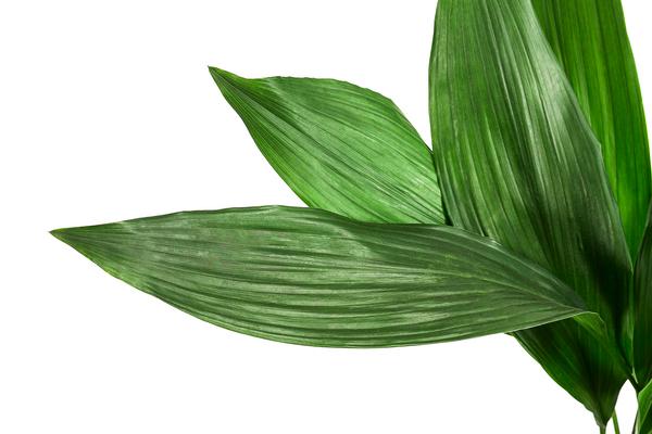 Schusterpalme - Aspidistra elatior,