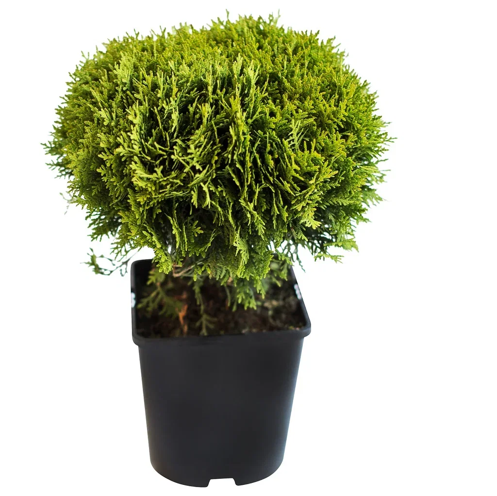 Thuja occidentalis 'Danica' Tuja 'Danica' Ø23 cm