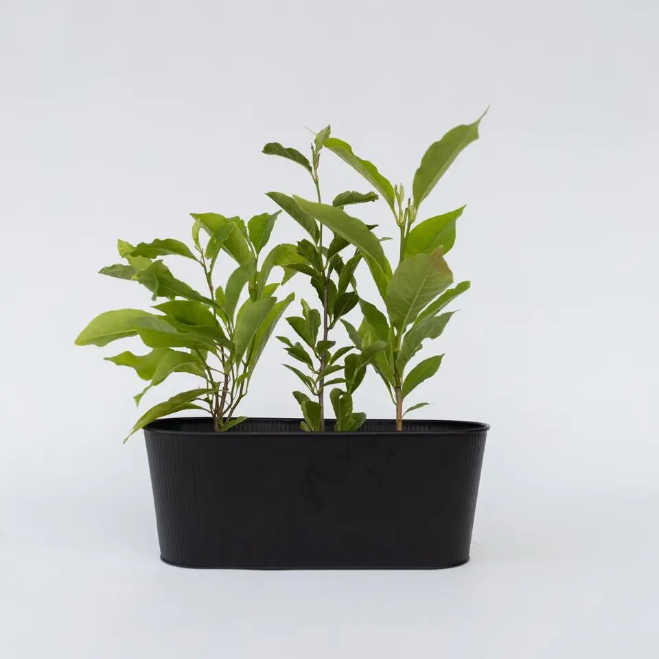Beverboom - Set van 3 - Magnolia 'Susan' - Hoogte 25-40cm - ⌀9cm
