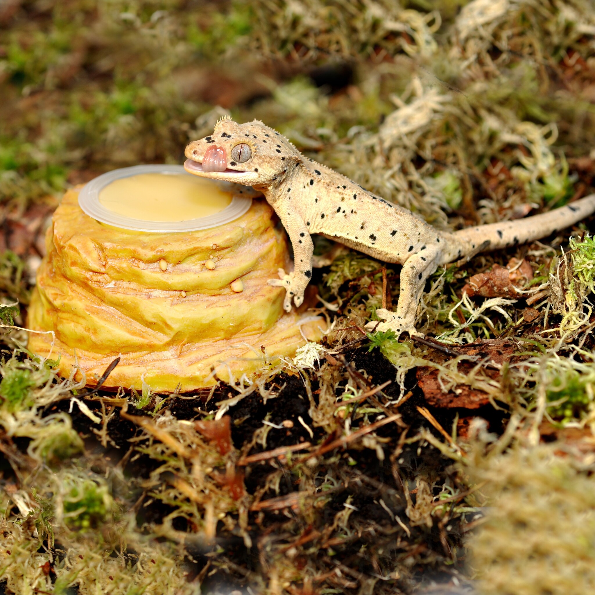 Habistat Sandstone Jelly Pot Houder
