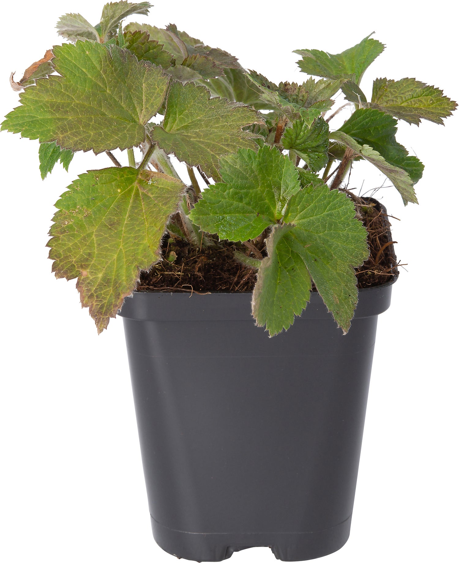Herfstanemoon (Anemone hupehensis 'Praecox') D 9 H 10 cm