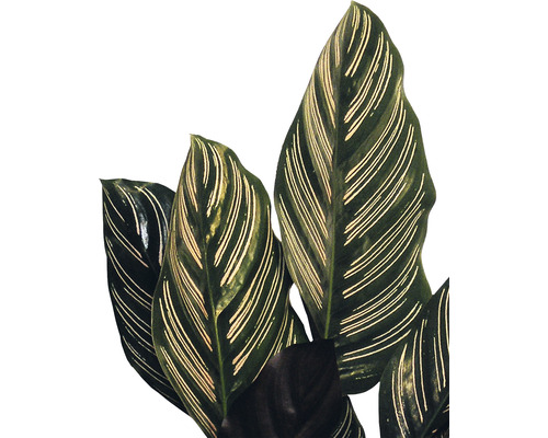 Calathea ornata (FloraSelf) 45-55 cm hoog, potdiameter 14 cm