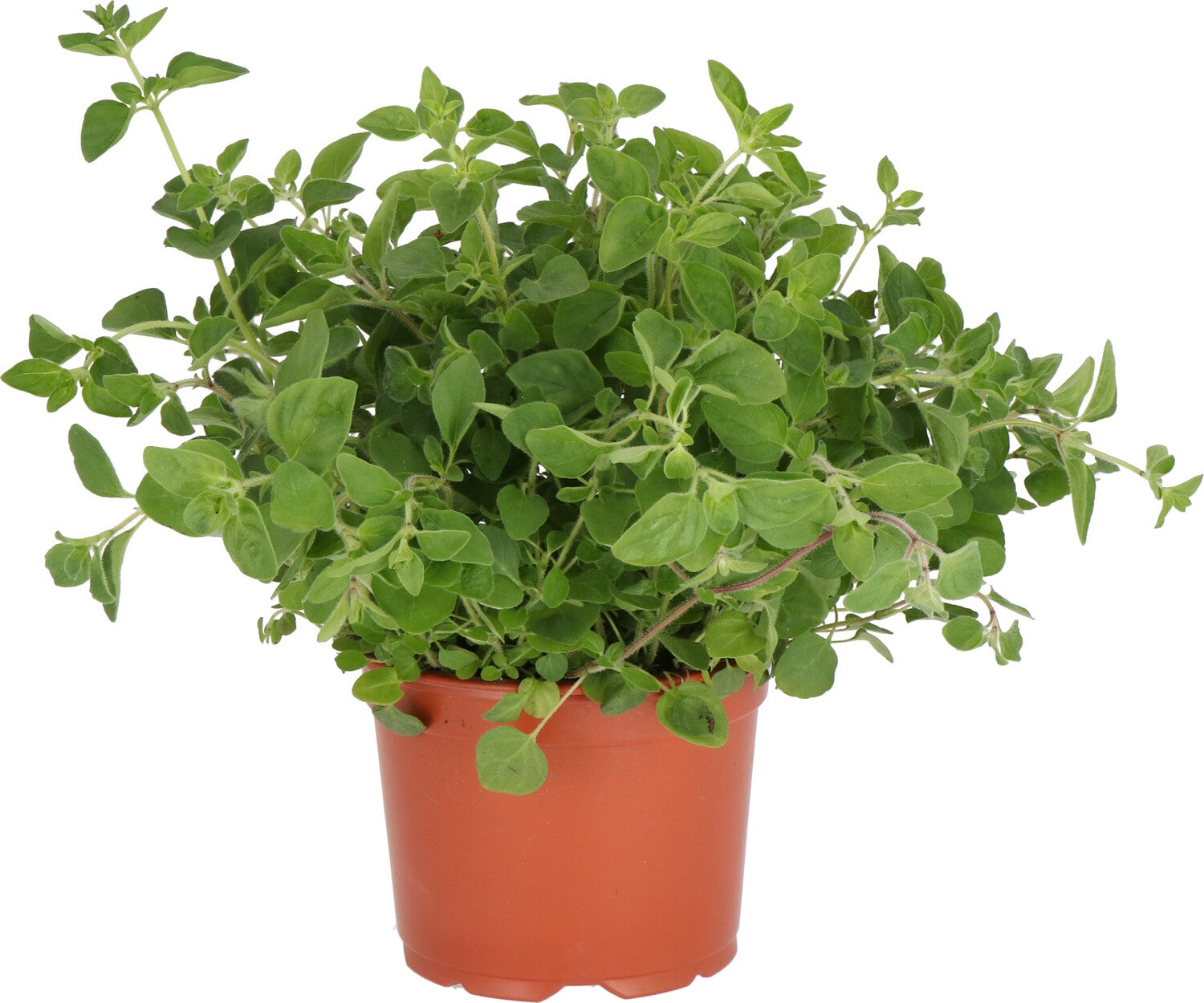 Biologische Marjolein (Origanum majorana) D 14 H 10 cm