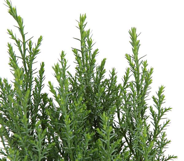 Scheinzypresse 'Ellwoodii'