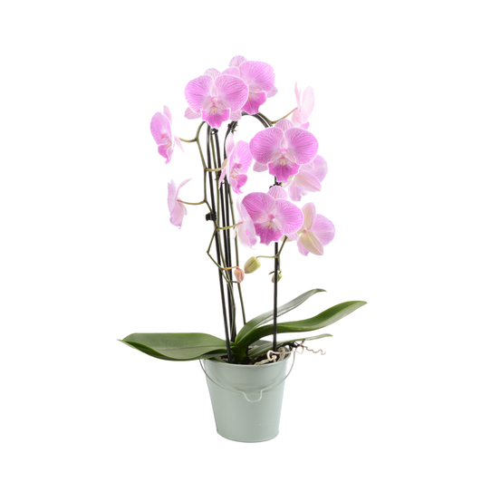 Orchidée Phalaenopsis cascade 2 tiges, pot zinc D13xH55cm