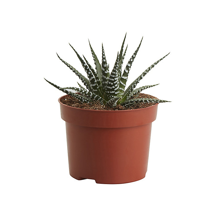 Cactus Big Band en pot de 10,5 cm, H.5 à 10 cm