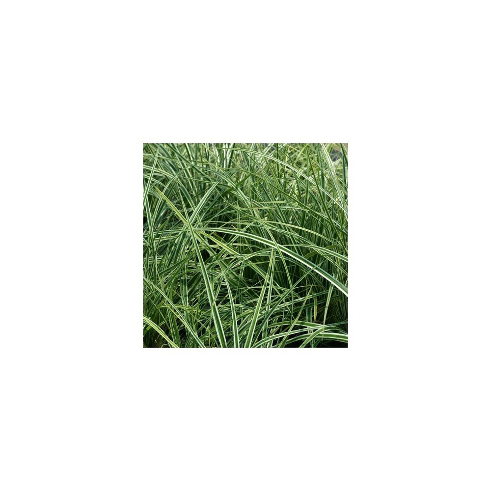Laîche d'oshima fiwhite®/carex oshinensis fiwhite®[-]godet