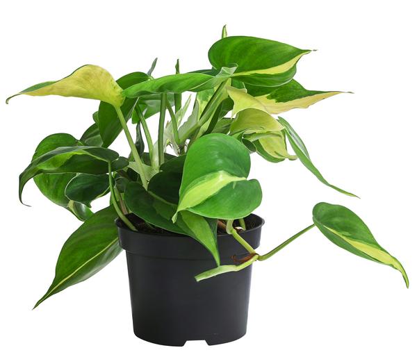 Baumfreund-Set - Philodendron, 3-teilig