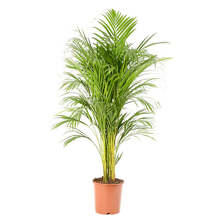 Areca dypsis plante en pot Dim.21 cm