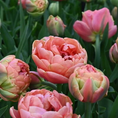 Tulpe 'Copper Image'