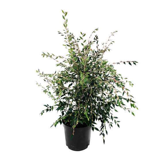 Camelia champêtre varié- pot 10L