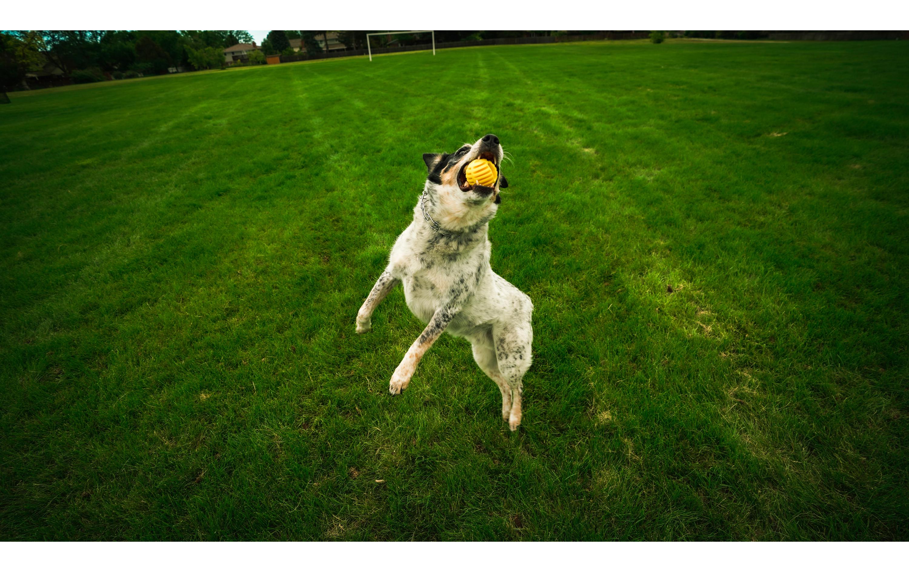 Hunde-Spielzeug Flingerz Ball mit Launcher, Orange/GelbWurf-Hundespielzeug