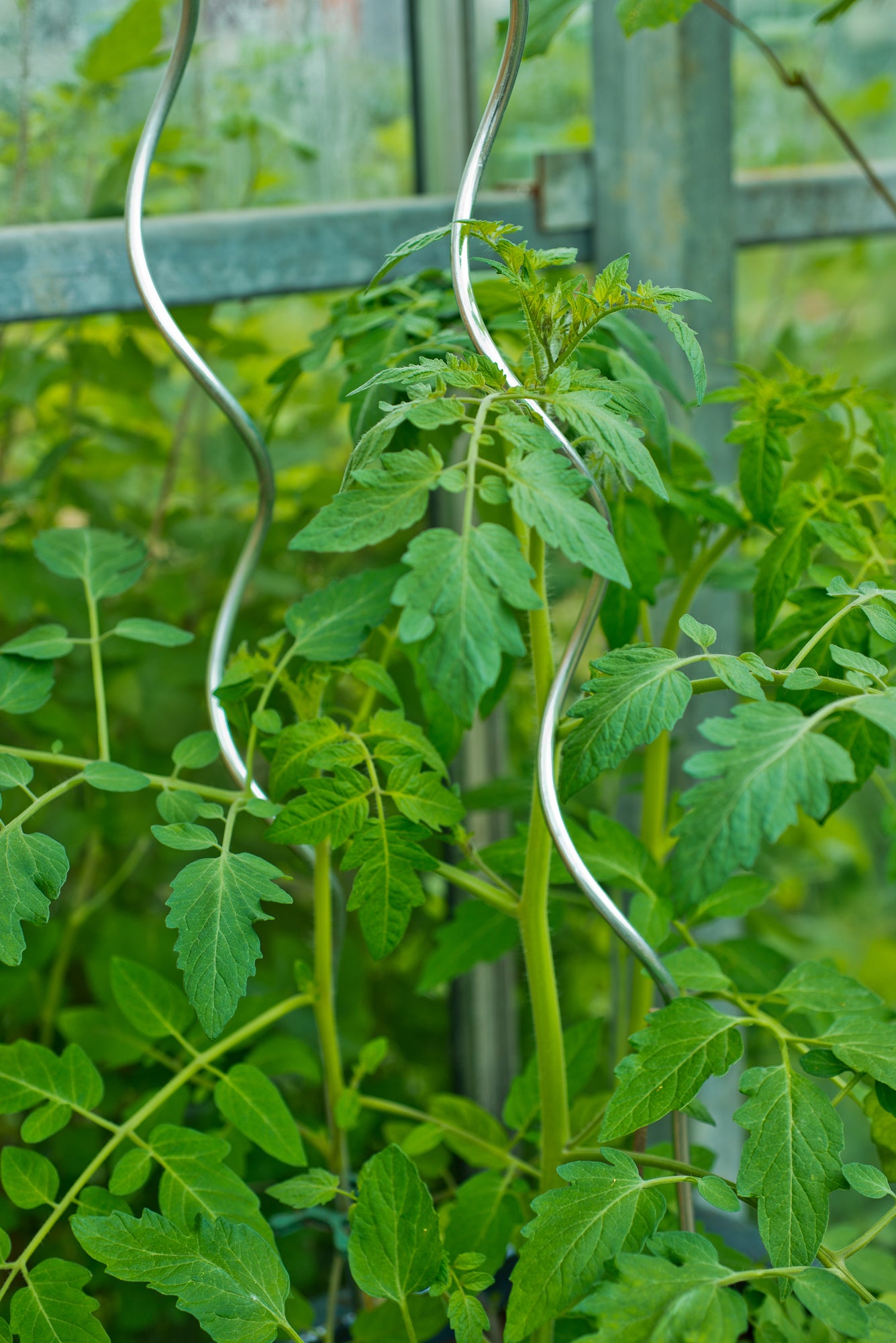 Nature tomatenspiraal verzinkt h1,50m D 6,8mm