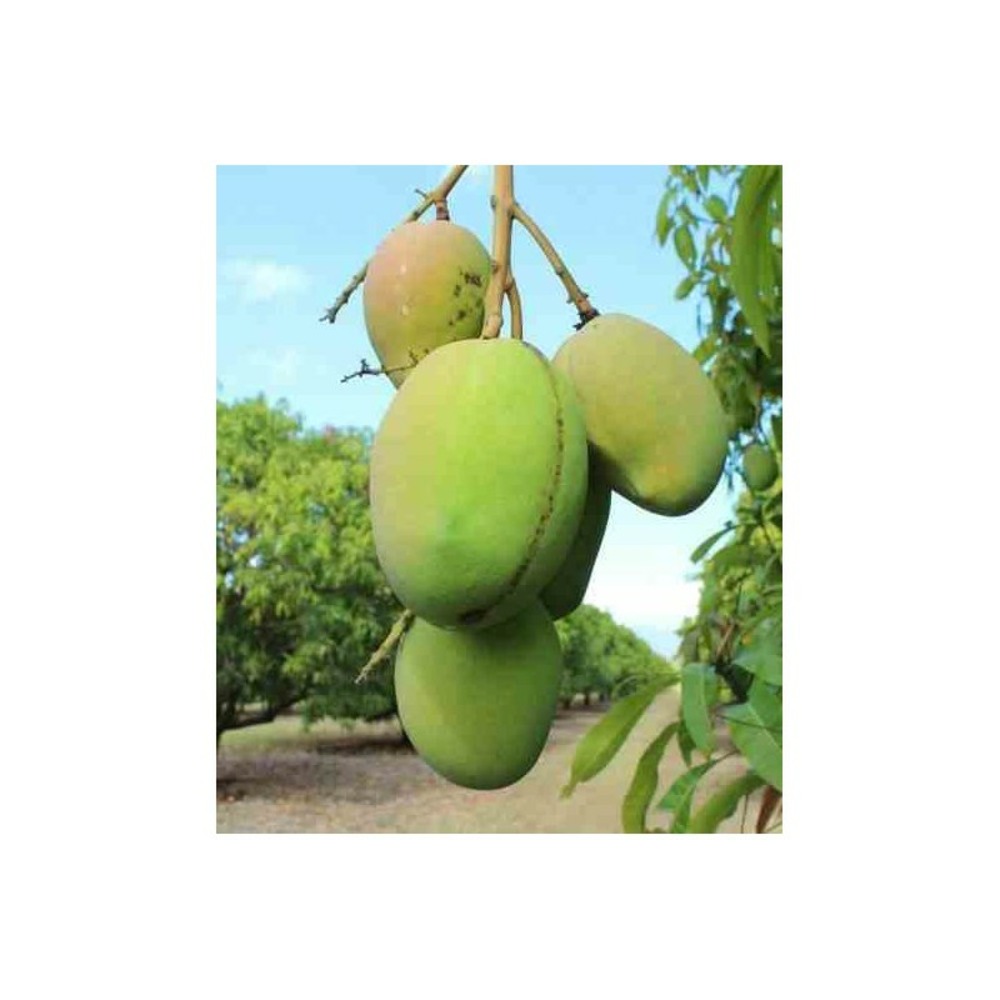 Manguier mangifera indica var.kensington pride taille pot de 7 litres ? 80/100 cm - jaune
