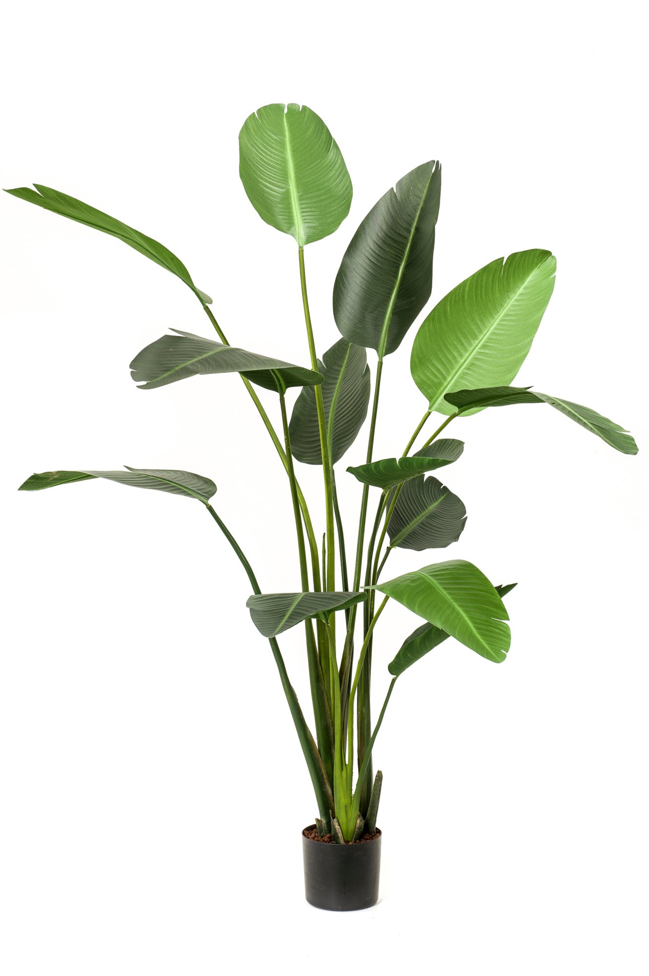 Strelitzia
