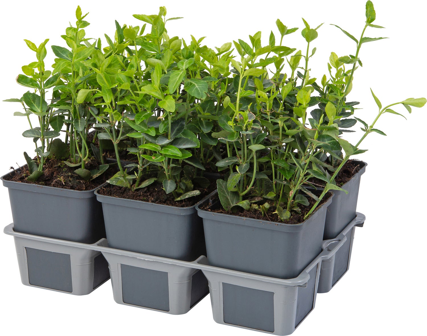 Kardinaalsmuts (Euonymus fortunei 'Radicans') sixpack D 9 H 15 cm