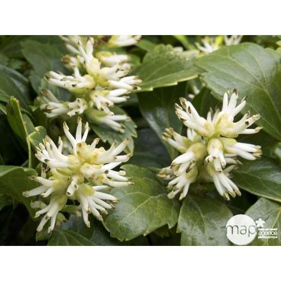 Euphorbe du Japon : godet vert