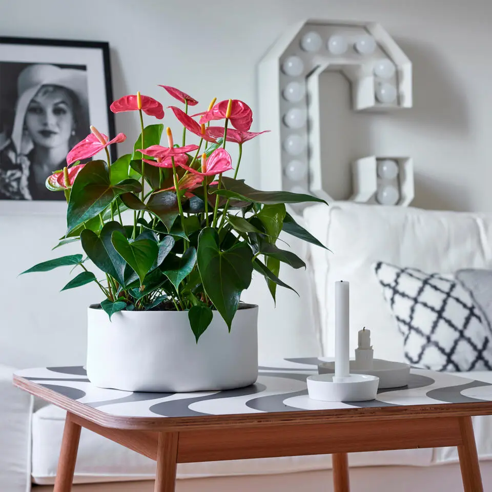 Flamingoplant - Anthurium 'Maine Pink' - Hoogte 55-70cm - ø17cm