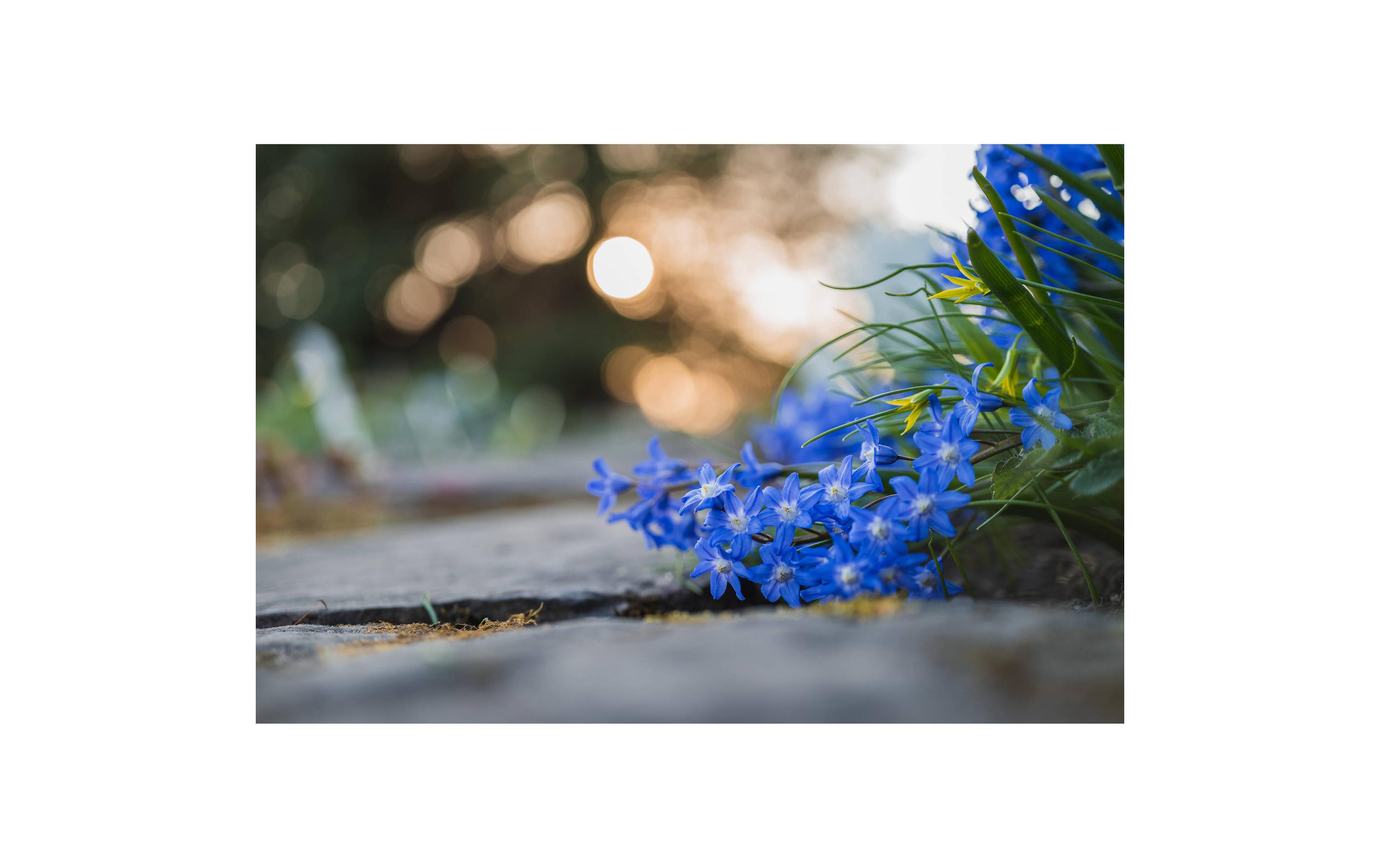 Festbrennweite Z MC 50mm F/2.8 – Nikon Z<br>Makroobjektiv mit hoher Lichtstärke