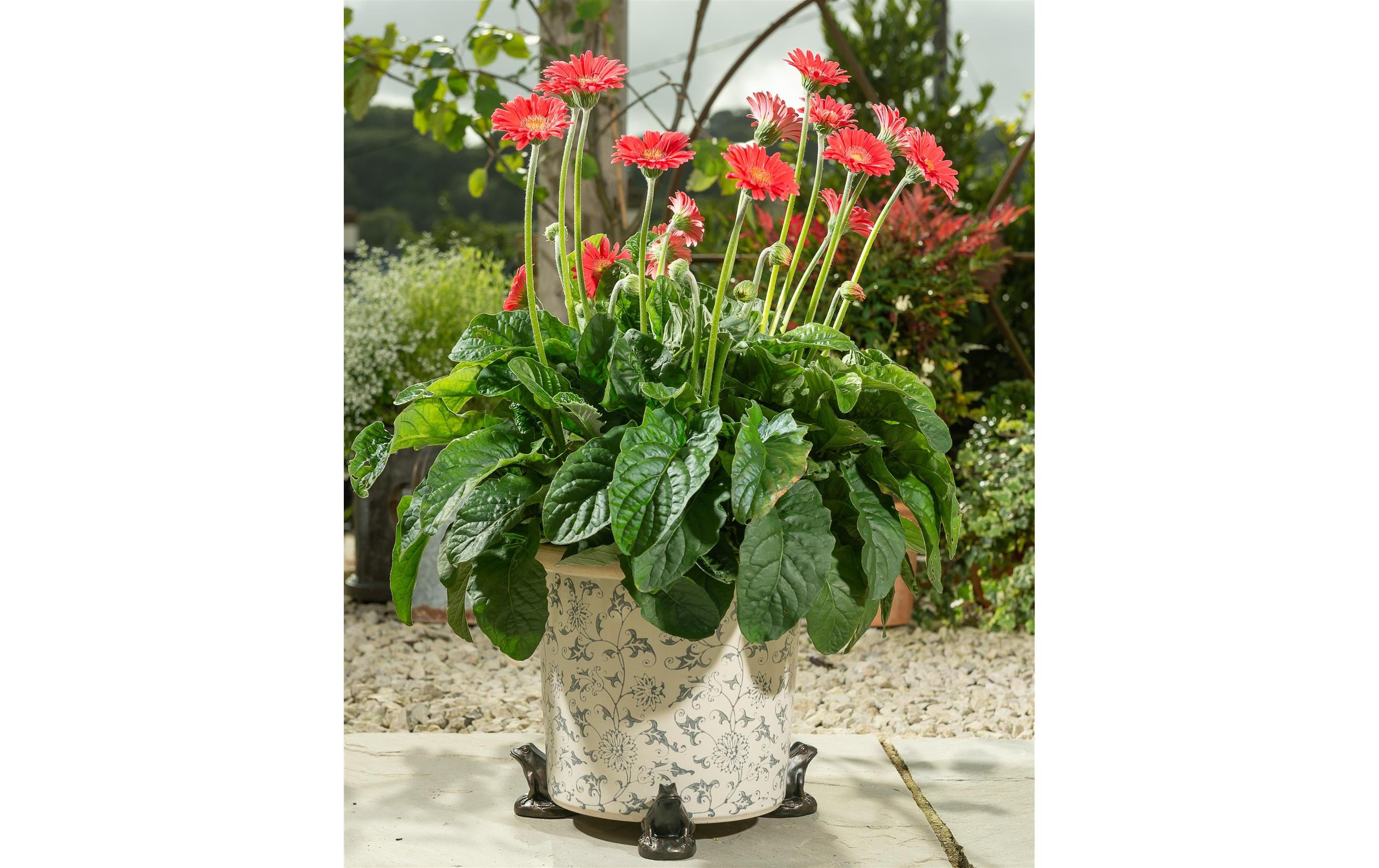 Pflanzentopffüsse Potty Feet Frosch, 3er SetBlumentopffuss