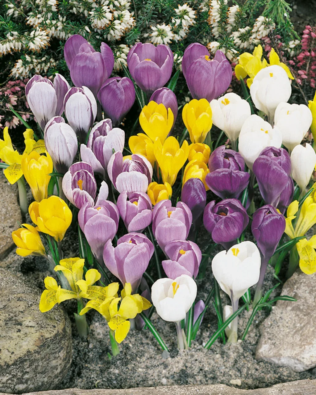 Crocus vernus Storblomstret krokus miks