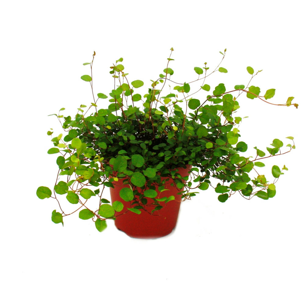 Plante d'intérieur - mühlenbeckia complexa - kiwi knotgrass - pot de 12cm