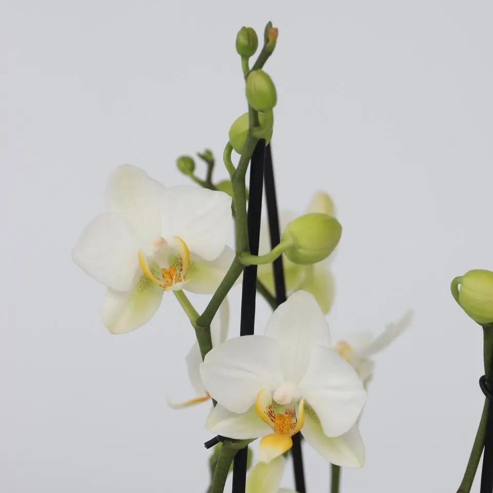 Orchidee wit - Phalaenopsis Multiflora - Hoogte 35-45cm - ⌀12cm