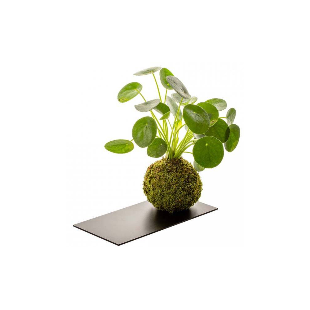 Kokedama avec plateau en métal 12 x 30 cm pilea