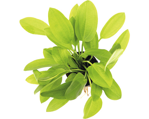 Mini-waterweegbree - Echinodorus cordifolius Mini
