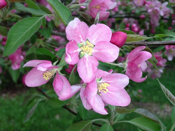 Rotfleischiger Apfel 'Baya Marisa'