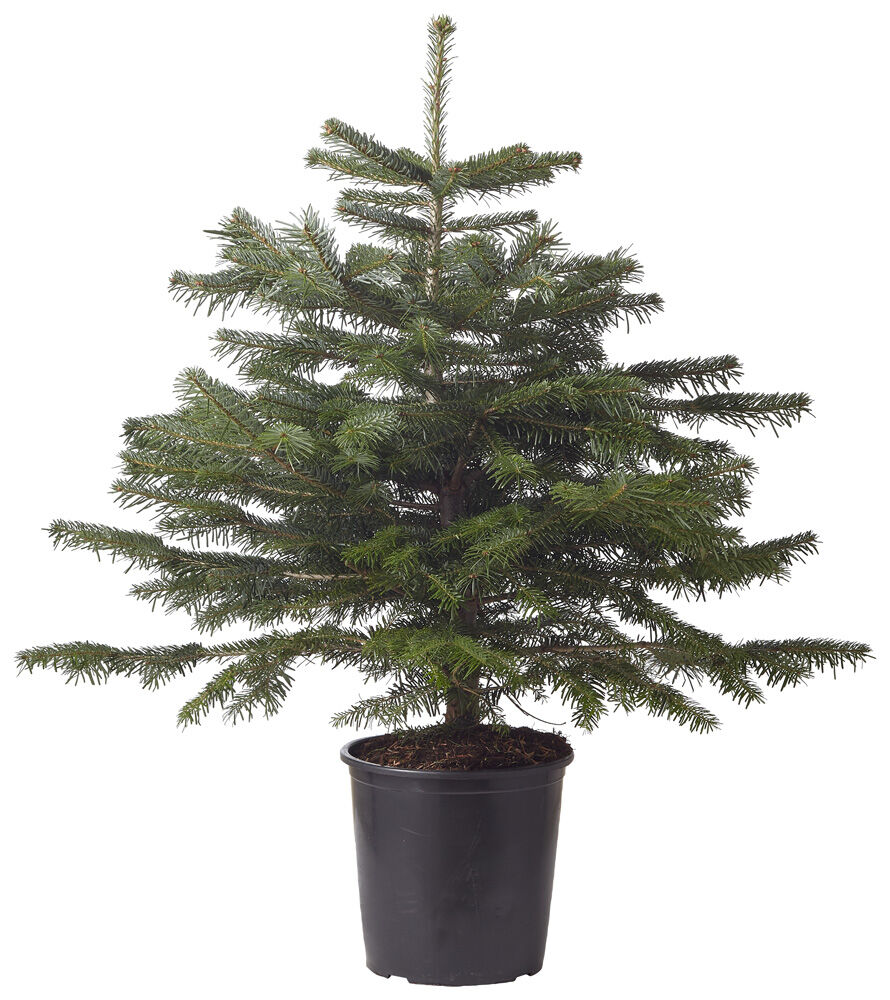 Nordmann in pot - Kerstboom - 75 cm