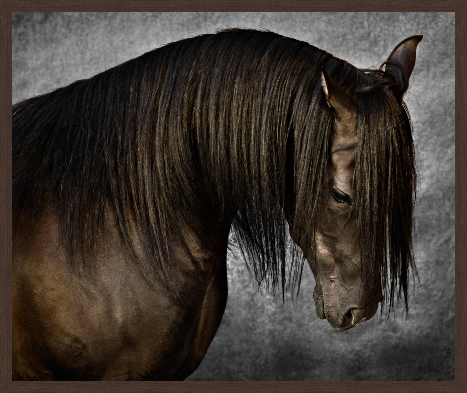 Arabian Stallion I by Tariq Dajani - Limited Edition. Edition of: 100. Signed.