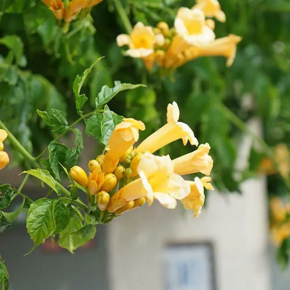 Bignone 'flava' (yellow trumpet) campsis radicans 1,5l