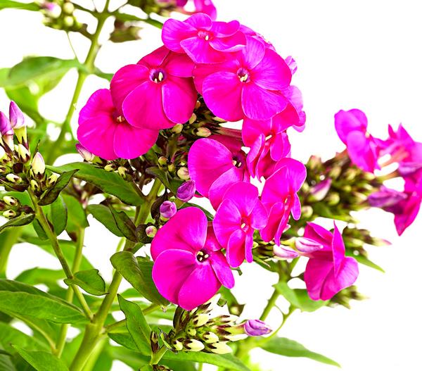 Stauden-Phlox, verschiedene Sorten