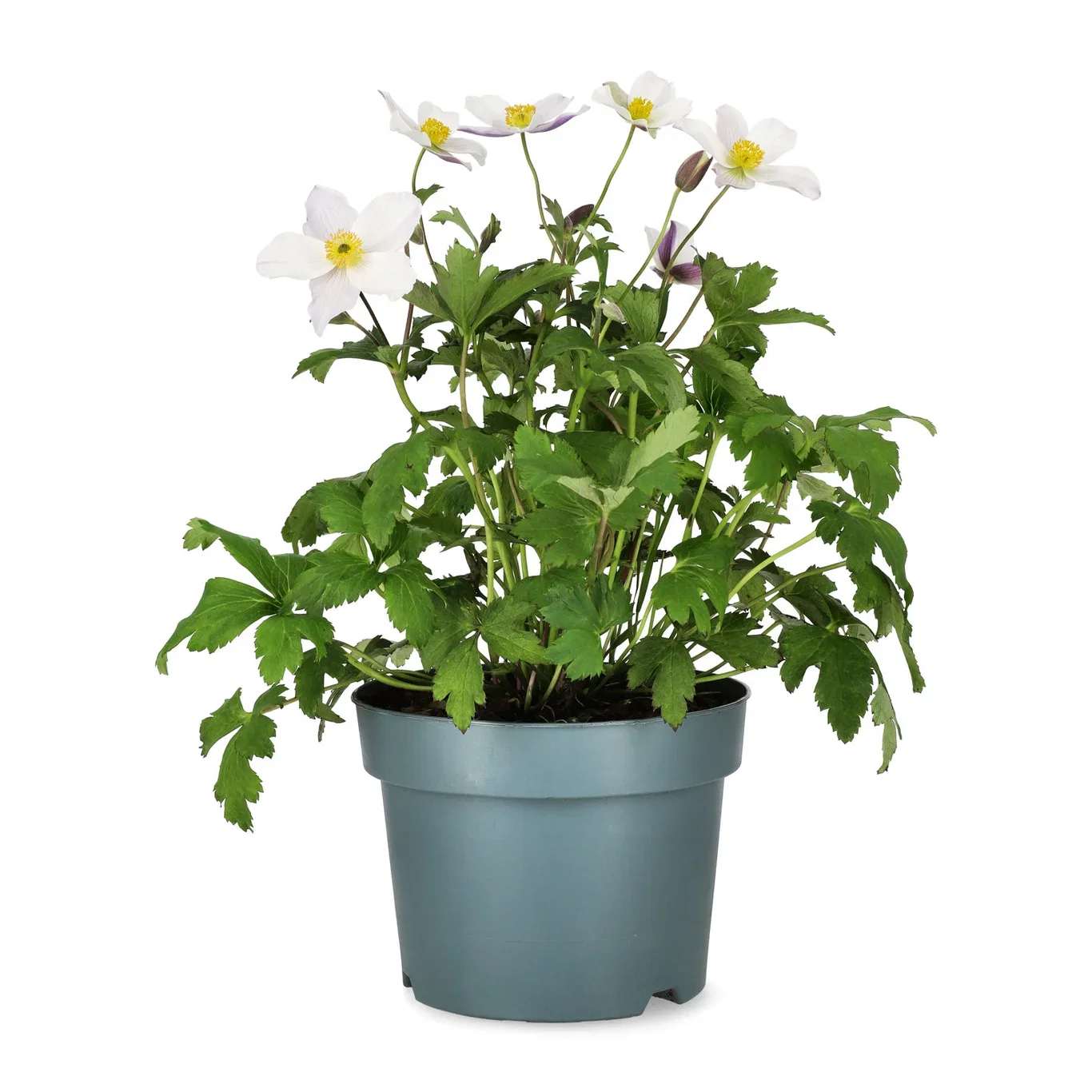 Anemone WILD SWAN ('Macane001') Høstanemone WILD SWAN Ø19 cm