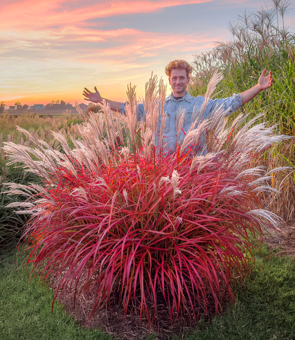 Miscanthus 'Lady in Red®'